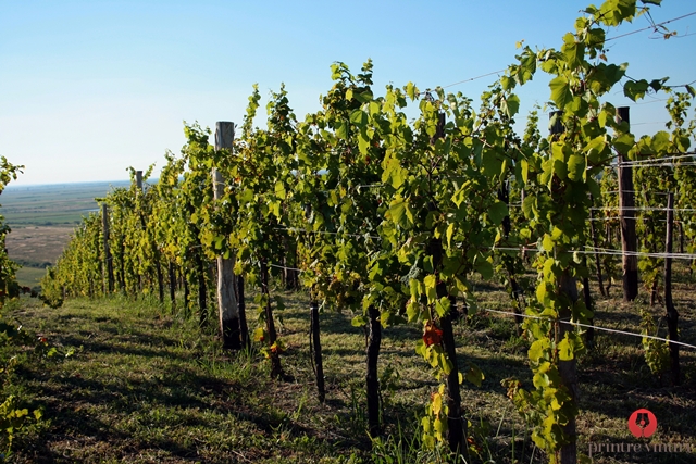 Single vineyard